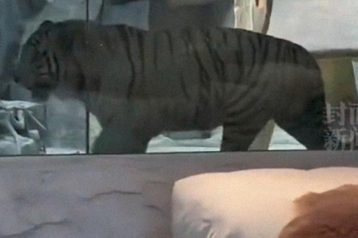 Polémica en China ante la propuesta de un hotel que ofrece a sus clientes dormir 'junto a un tigre'