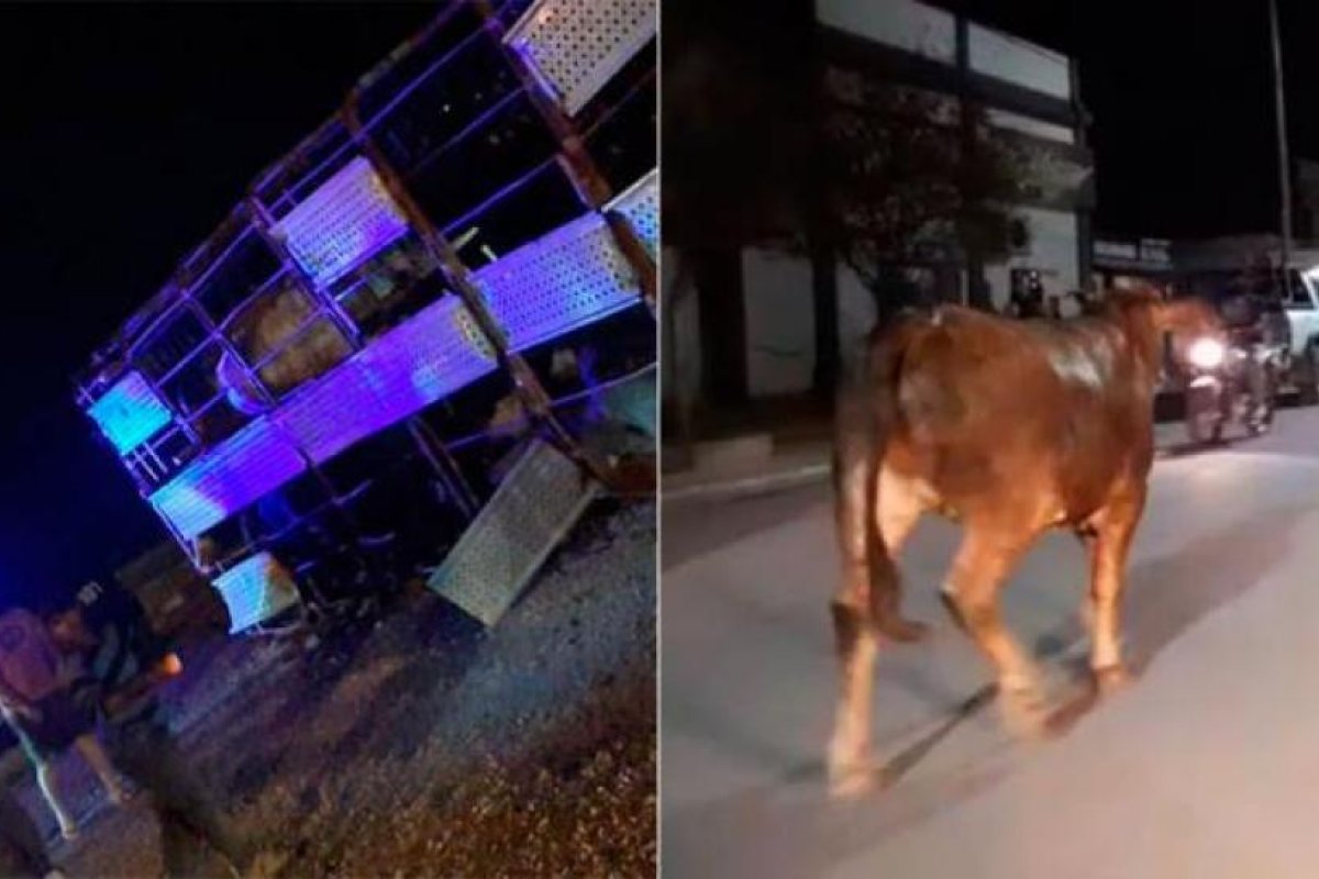 Quimilí: volcó un camión con vacas y se dispersaron por la ciudad