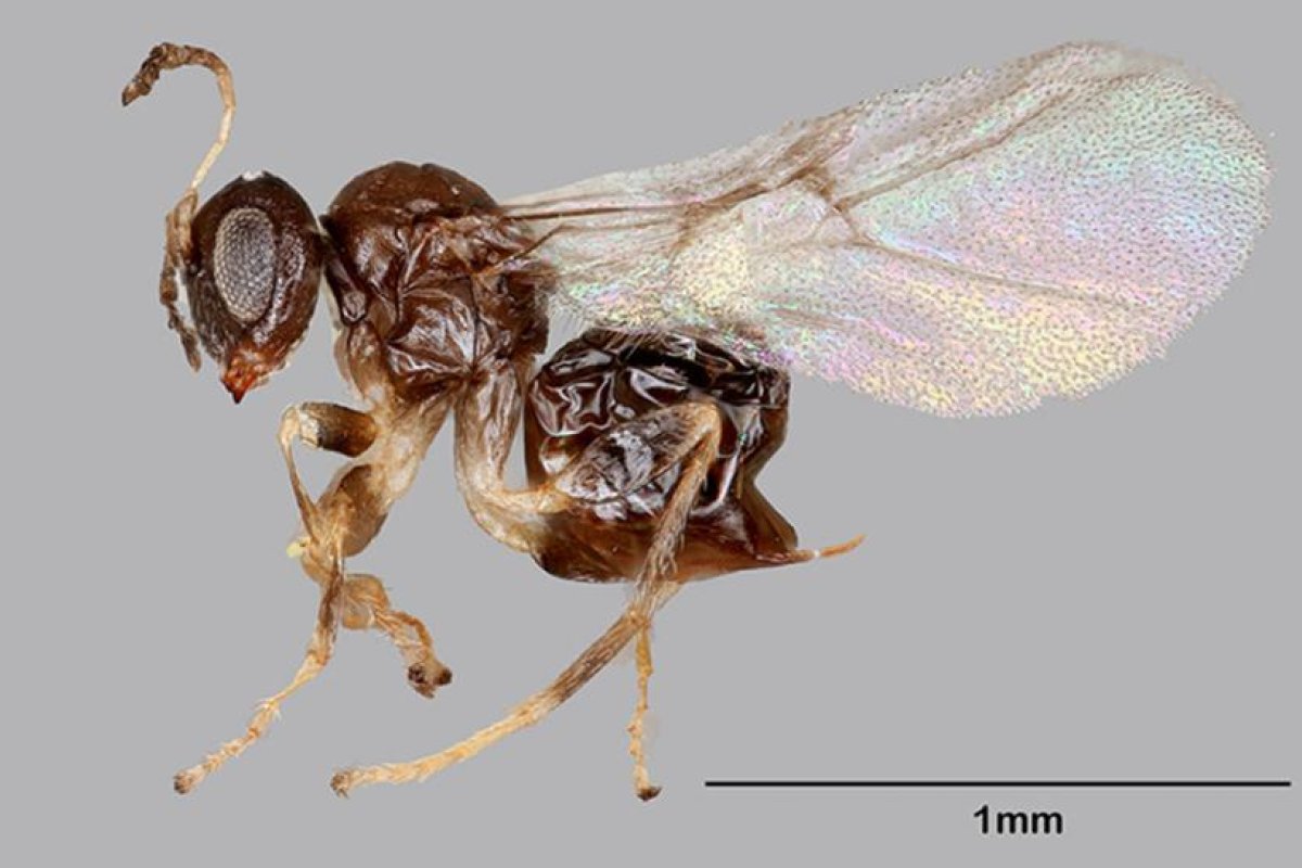 Identifican una nueva especie de avispas, que pasa 11 meses encerrada en una 'cripta' y sale 2 veces al año