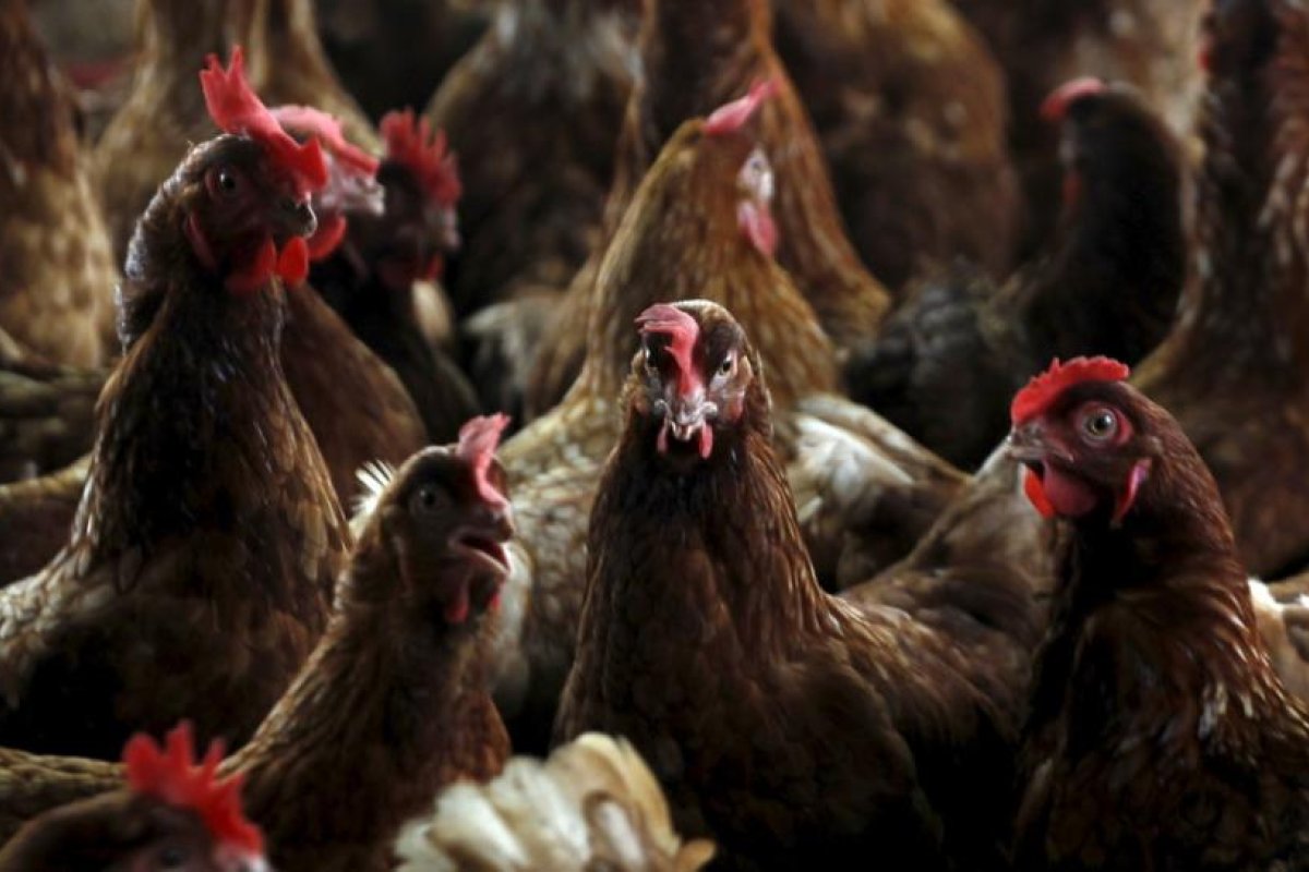 Francia ordena el sacrificio de aves de corral en casi 100 municipios para contener los brotes de gripe aviar