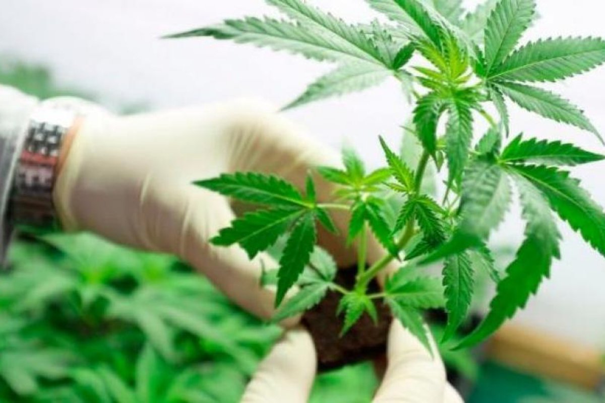 Jujuy tendrá el primer laboratorio de investigación y desarrollo de aceite de cannabis