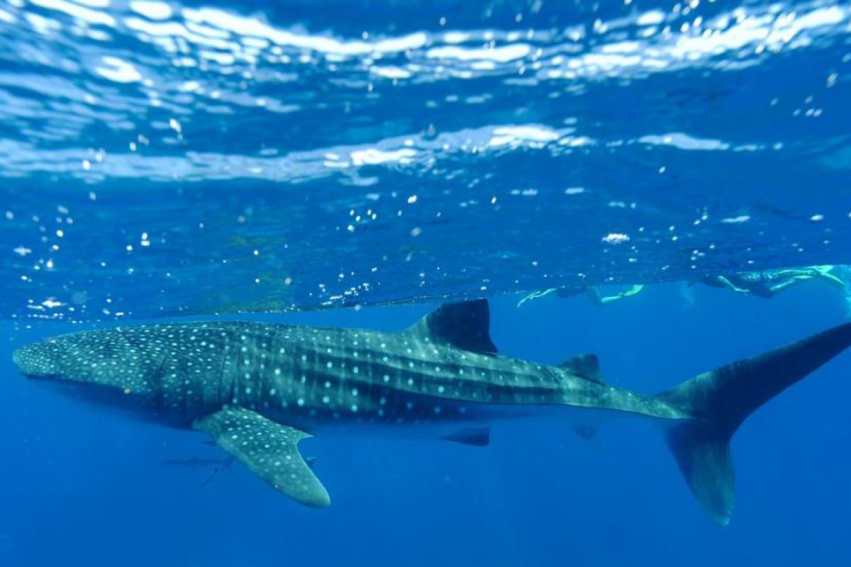 Un tiburón ballena nada con surfistas momentos antes de quedar atascado entre rocas y requerir ayuda urgente