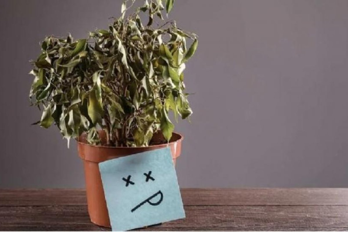 Insectos subterráneos: su impacto en la salud de las plantas
