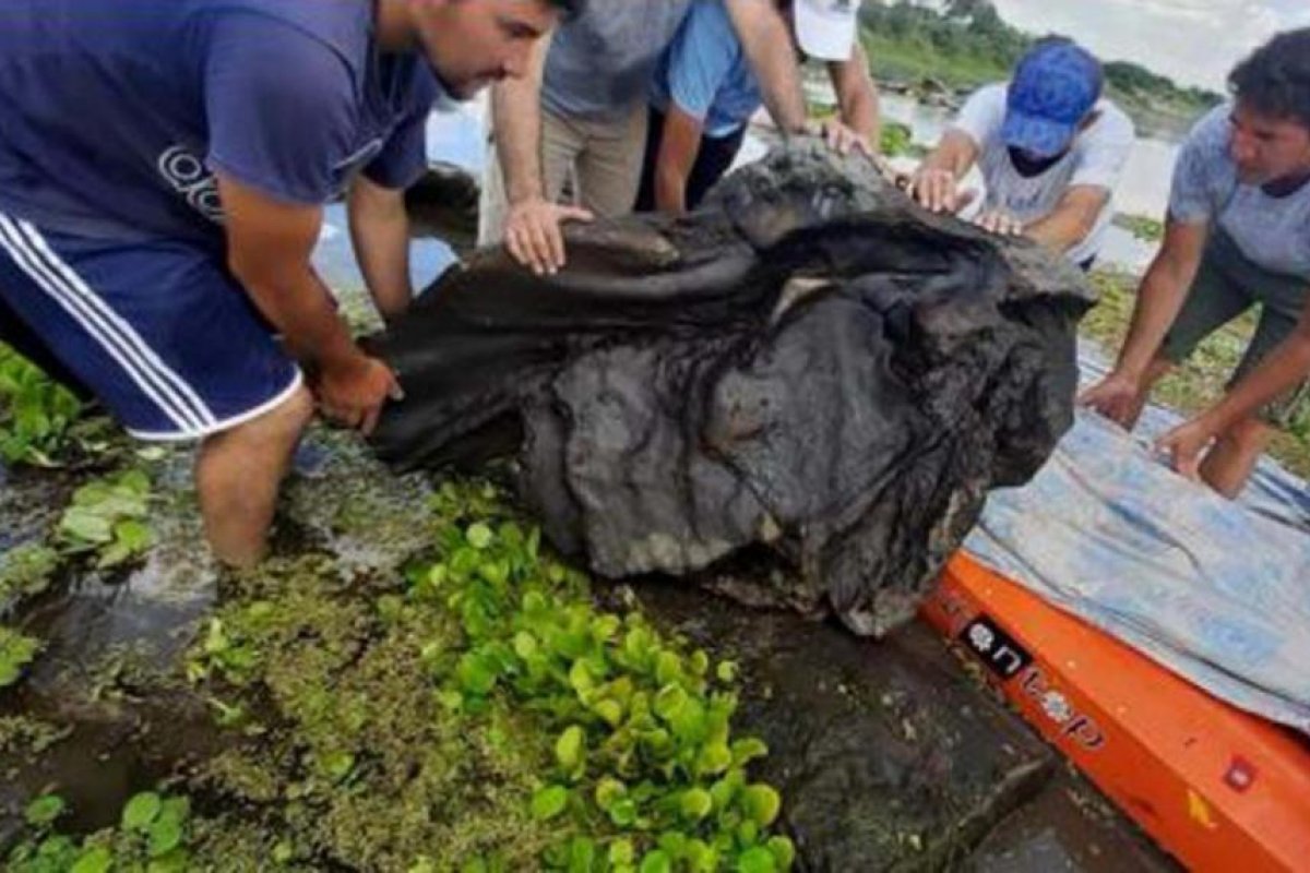 Santiago del Estero podría atesorar restos de animales marinos
