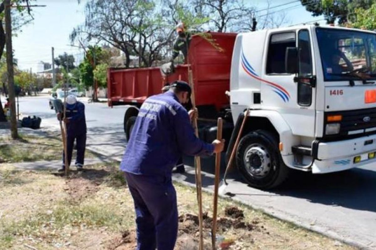La Municipalidad inició la plantación de jacarandas para  incrementar el patrimonio forestal en avenida Independencia