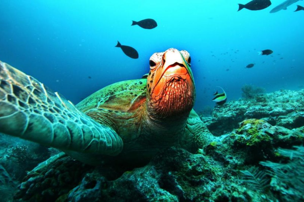 Ponen a dieta a una tortuga que engordó durante la cuarentena