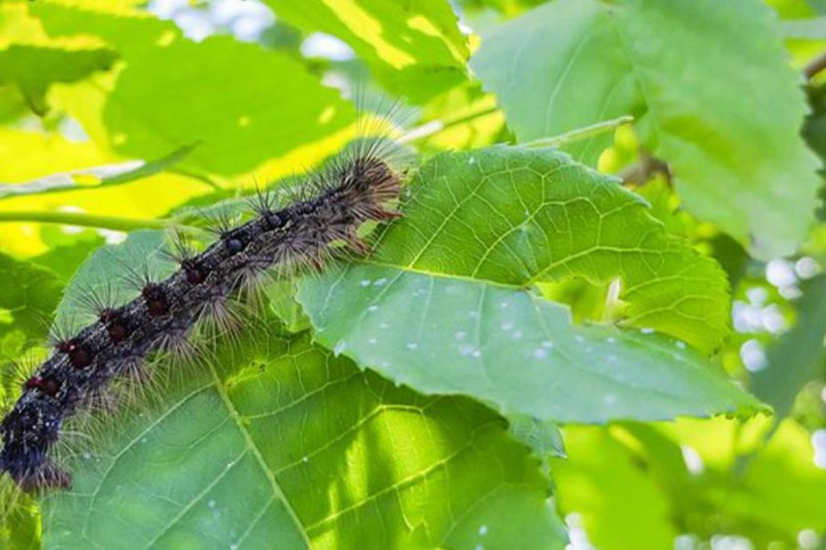 Una plaga de orugas de polilla gitana azota el estado de Nueva York acabando con árboles e incomodando con sus heces