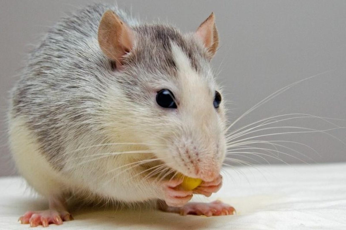 Sin dietas ni efectos adversos: Un fármaco para tratar enfermedades cardiacas en humanos combate la obesidad en ratones