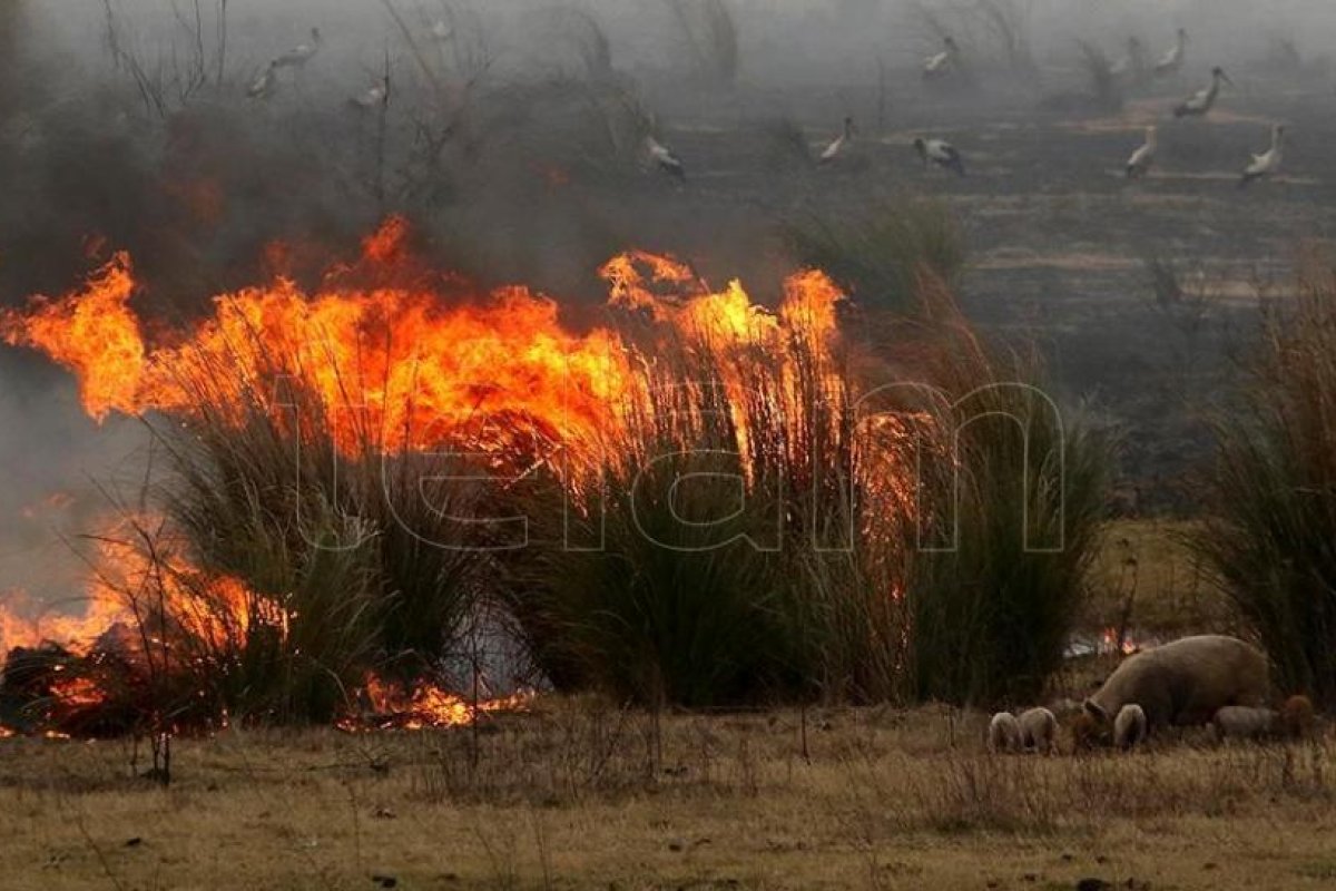 Hay focos activos de incendios en Córdoba, Neuquén y Misiones