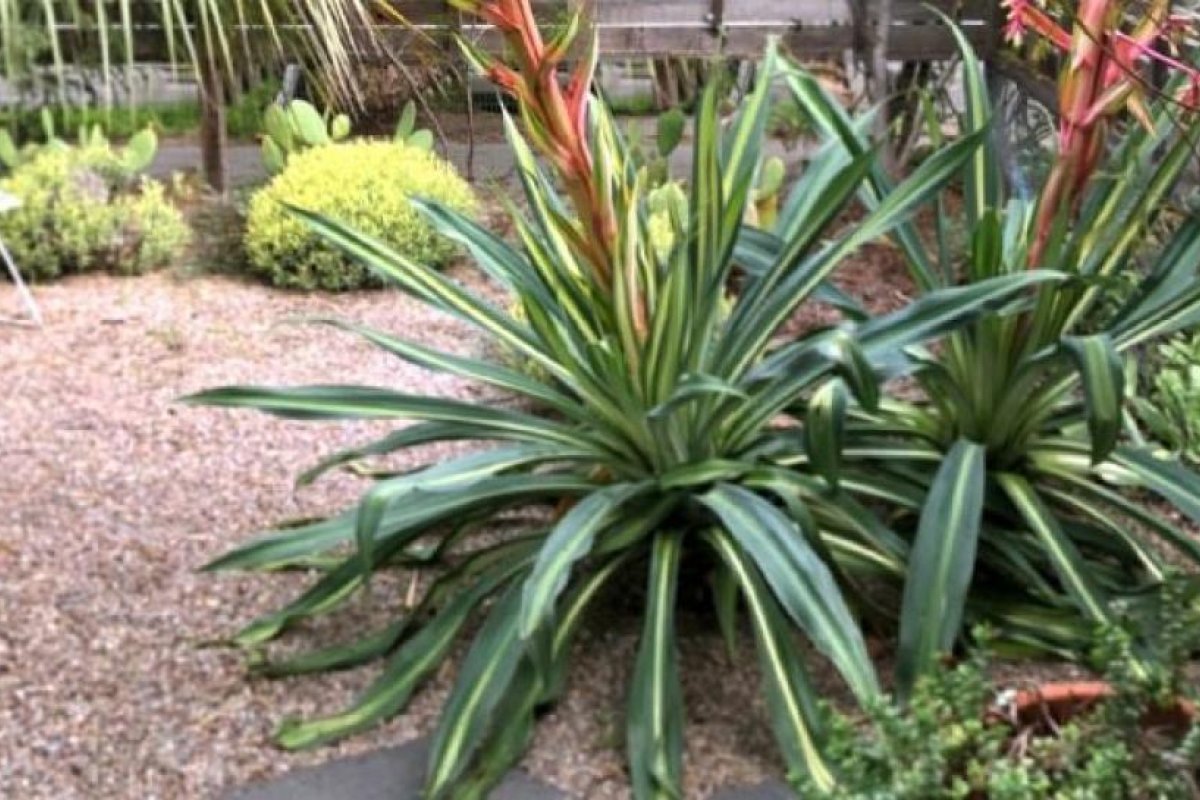 Beneficios de la Beschorneria: Planta Ideal para Jardines y Piscinas