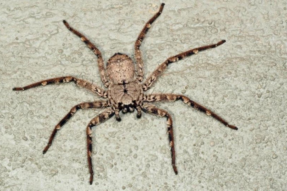 FOTO: Una intimidante araña cazadora aterroriza a una australiana que se la encuentra en su baño