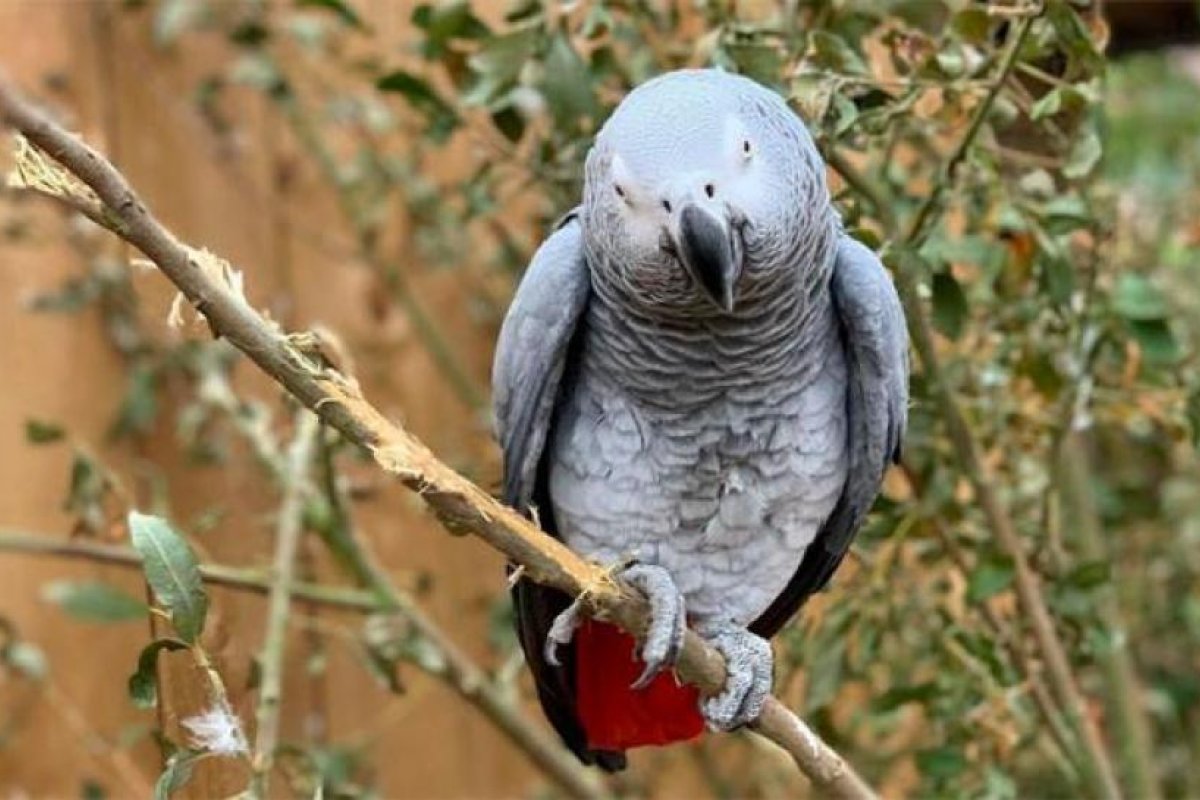 Separan a cinco loros porque insultaban a los visitantes