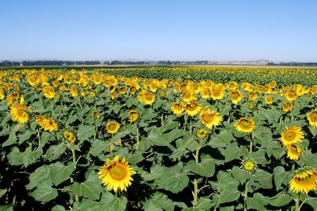 Agricutura mantiene buenas expectativas para la campaña gruesa, pese al tema  climático