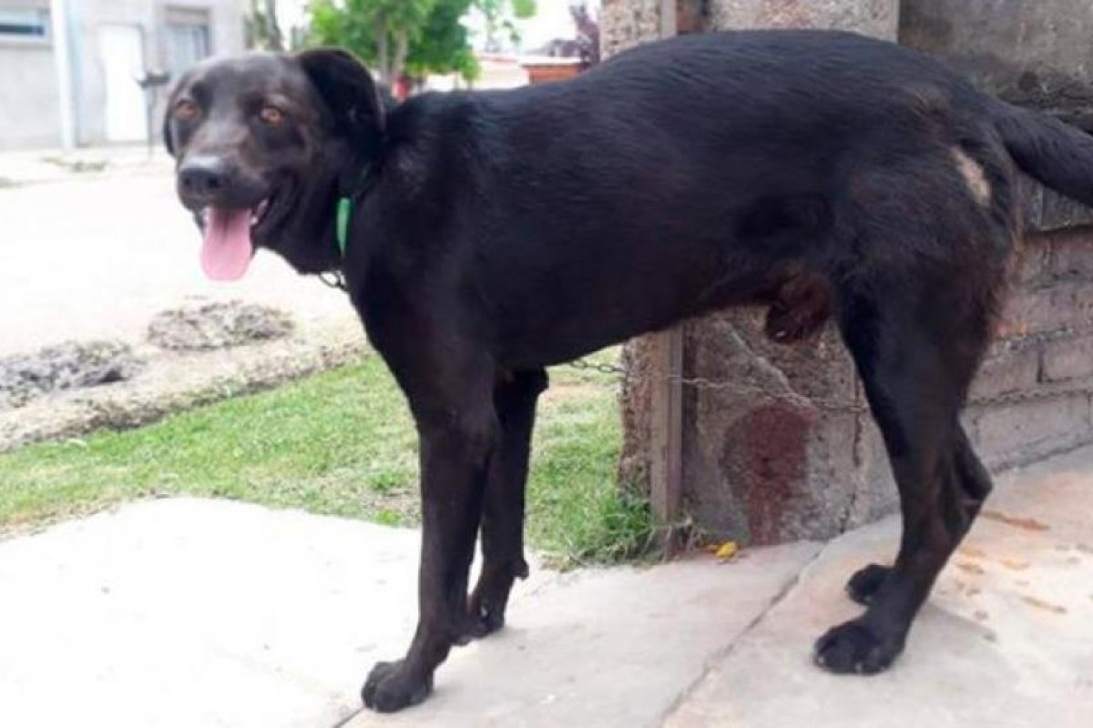 Gran final para el perro arrastrado en un auto