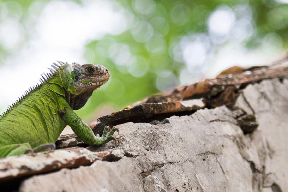 Una de cada cinco especies de reptiles podría desaparecer en un futuro cercano