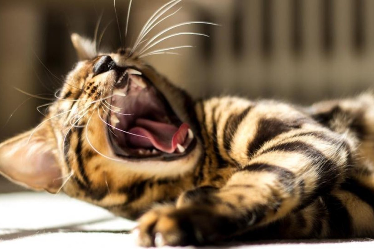 "¿Es su nombre Mike Tyson?": Un gato boxeador conquista con su talento a millones de usuarios de TikTok