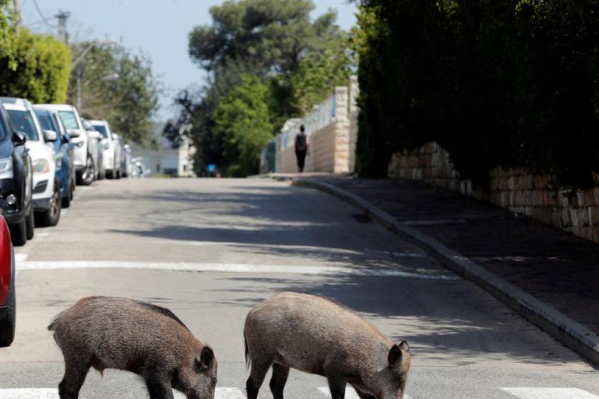 FOTOS: Un Porsche choca contra tres jabalíes y le causa un daño de más de 10.000 dólares