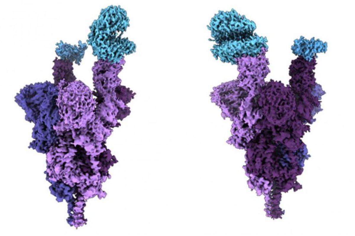 Presentan el primer análisis molecular de la proteína espiga de ómicron, que ayudará al desarrollo de tratamientos efectivos contra esta variante