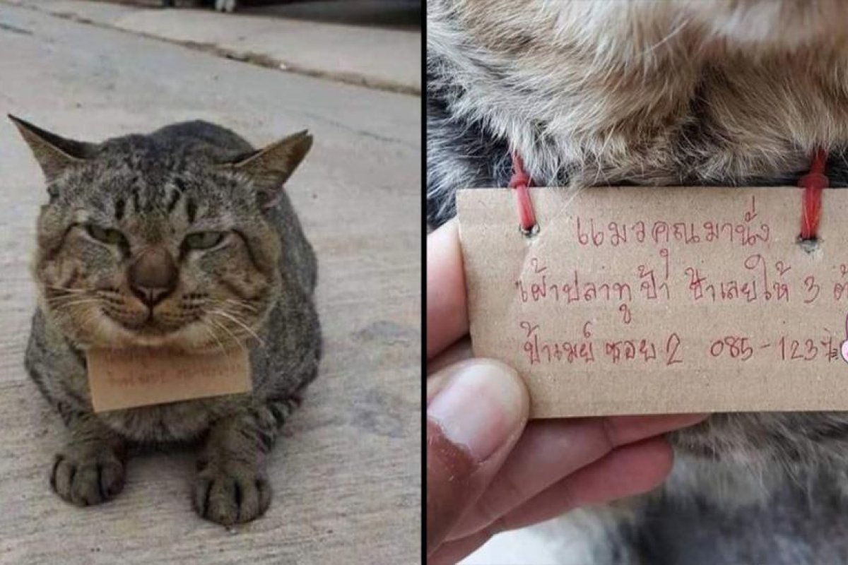 FOTOS: Un gato desaparece por tres días y regresa a casa 'endeudado' por pescado