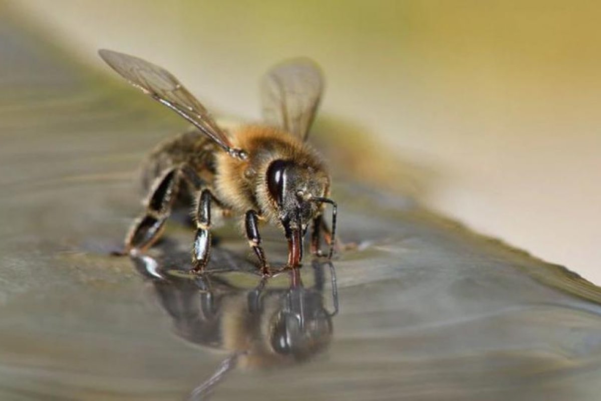 Abejas aprenden a detectar en unos segundos a infectados con coronavirus con un alto grado de fiabilidad