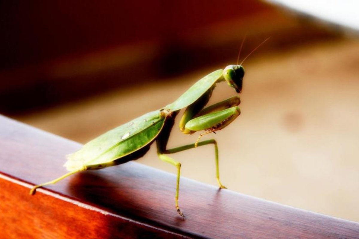 Descubren una rara 'táctica sexual' en mantis religiosas que permite a los machos no ser devorados en la cópula