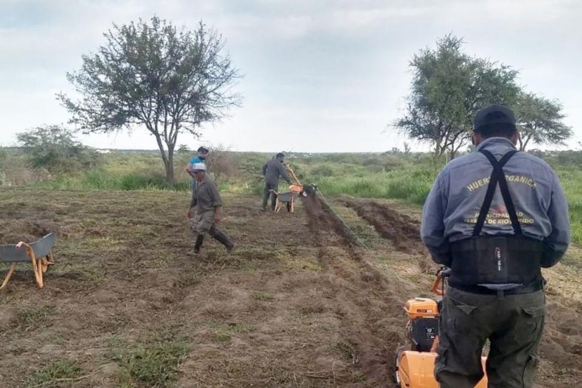 Huertas orgánicas comenzaron con el sembrado de semillas orgánicas