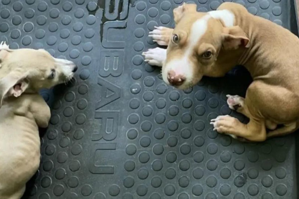 A una pareja vegana se le prohíbe tener mascotas después de alimentar a sus cachorros  "demacrados" con una dieta sin carne