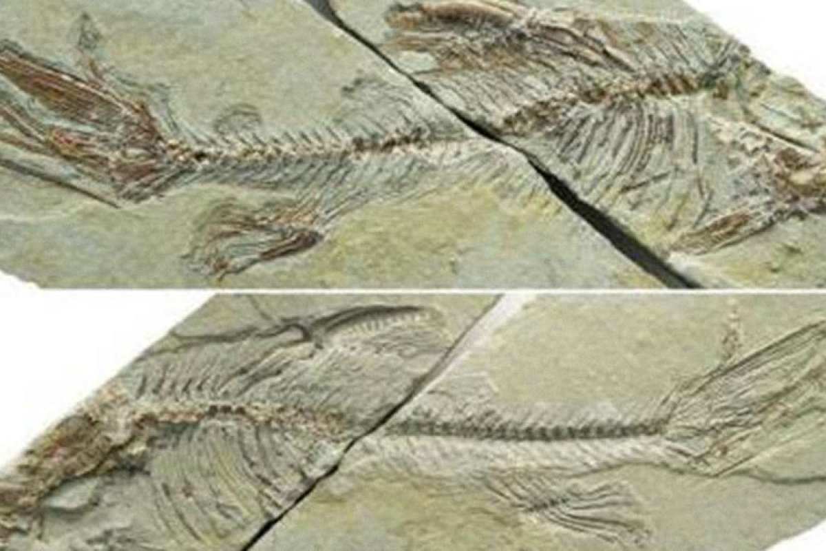 FOTO: Científicos chinos confirman que una especie de pez ciprínido vivió hace unos 30 millones de años