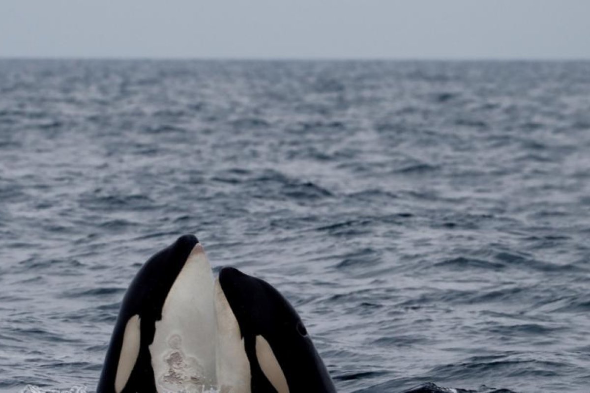 Estudio realizado con drones revela que las orcas también tienen 'mejores amigas'