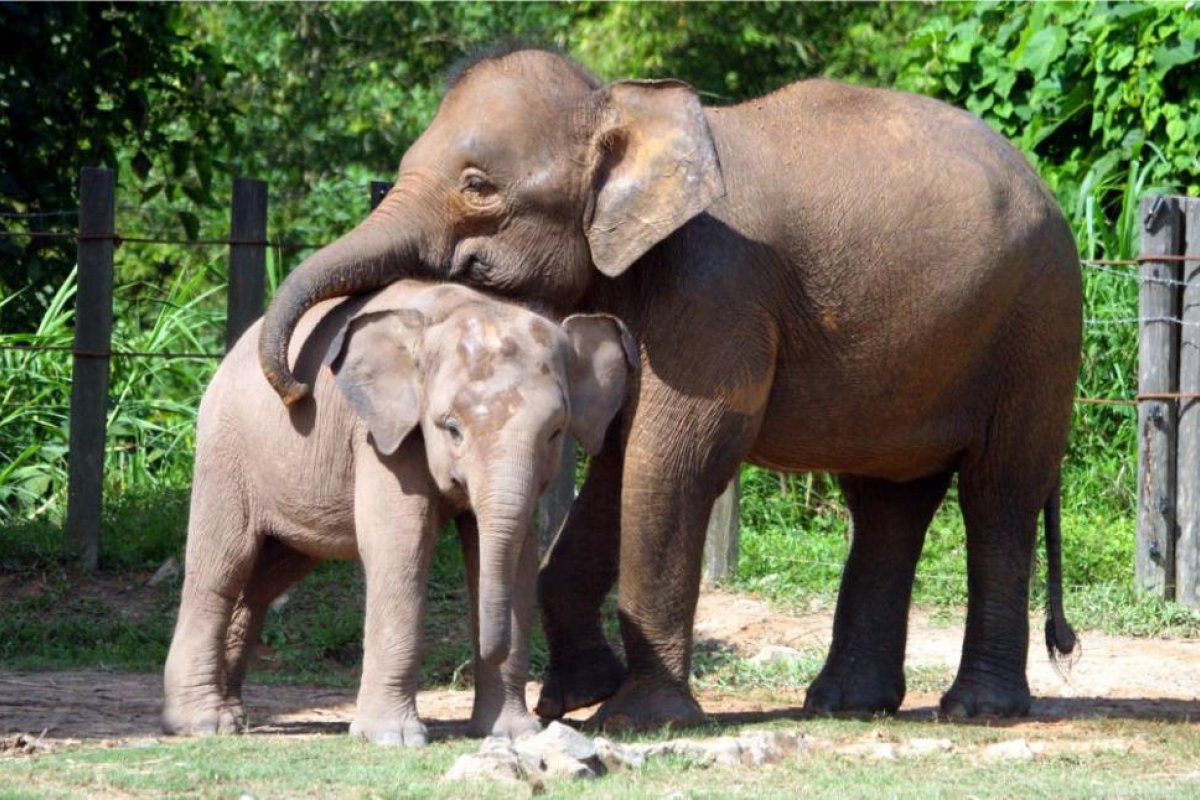 Namibia vende 170 elefantes vivos "al mejor postor" en una subasta internacional