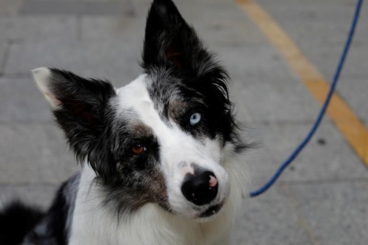 Un perro hereda cinco millones de dólares tras la muerte de su propietario en EE.UU.