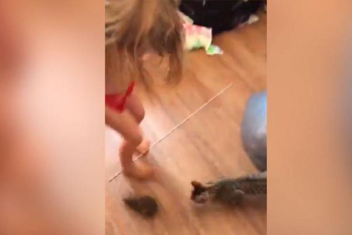 Creyó que el gato jugaba con un “conejito bebé” y era una rata