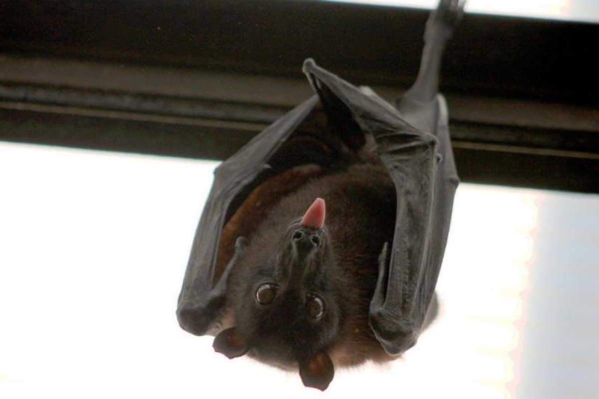 Unos 15 niños jugaron con un murciélago infectado con rabia en un jardín infantil en Texas y probablemente fueron expuestos a la enfermedad
