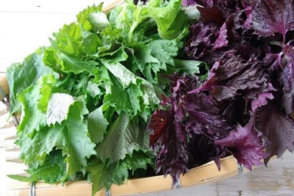 Descubre el Shiso: La Planta Violeta Ideal para Sushi y Jardines Urbanos