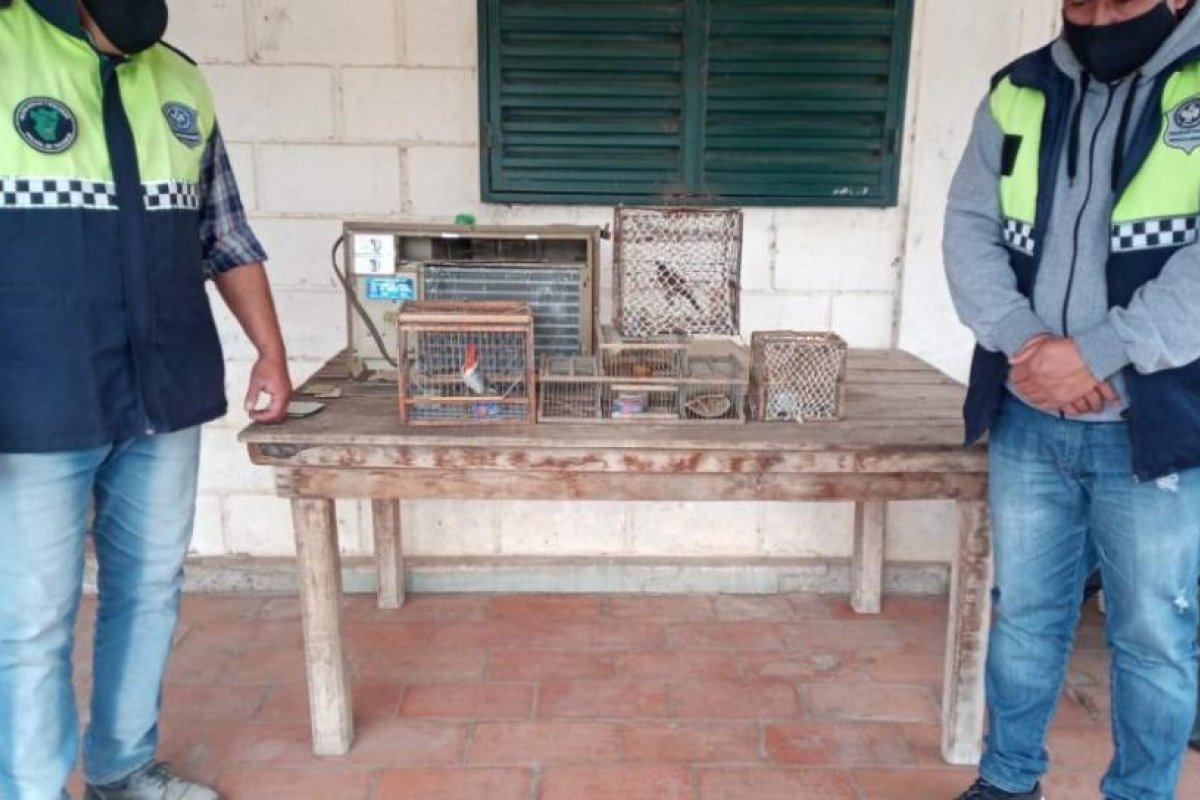 Liberan aves autóctonas capturadas en Tapia