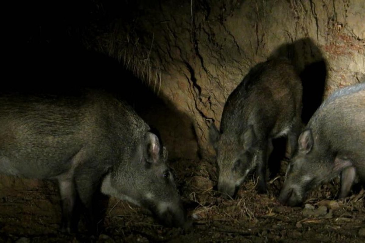 "Es alucinante la vida silvestre que hay": Colocan una cámara durante dos meses en un bosque en España y esto es lo que grabó
