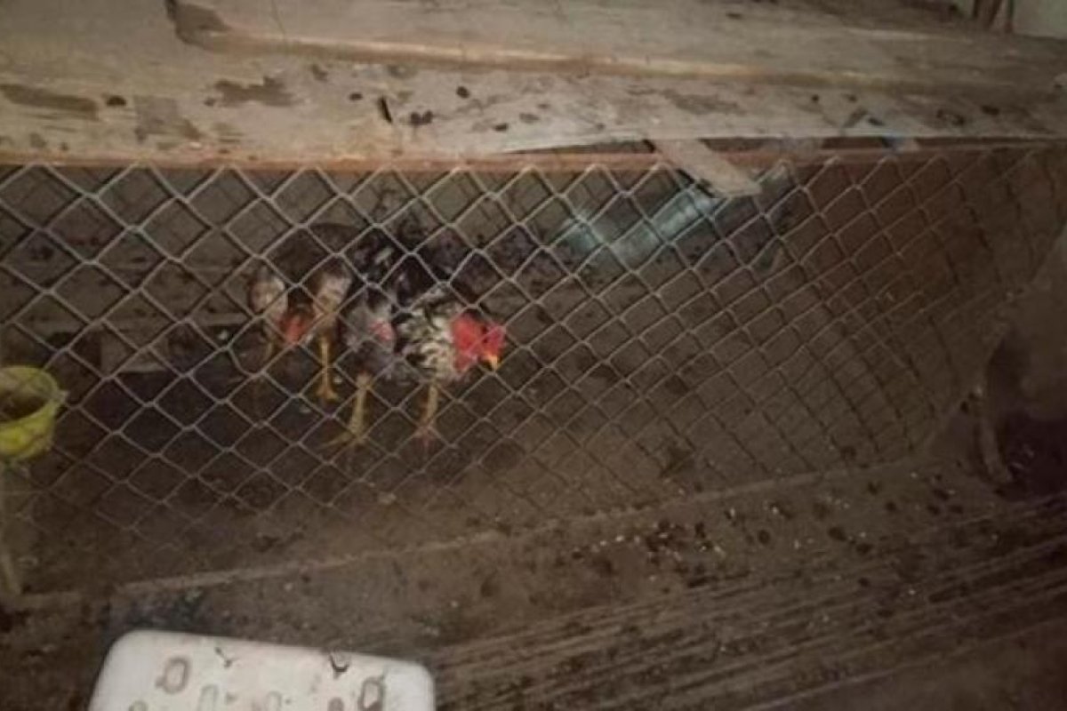 Frías: agreden a policías que los sorprendieron en una riña de gallos