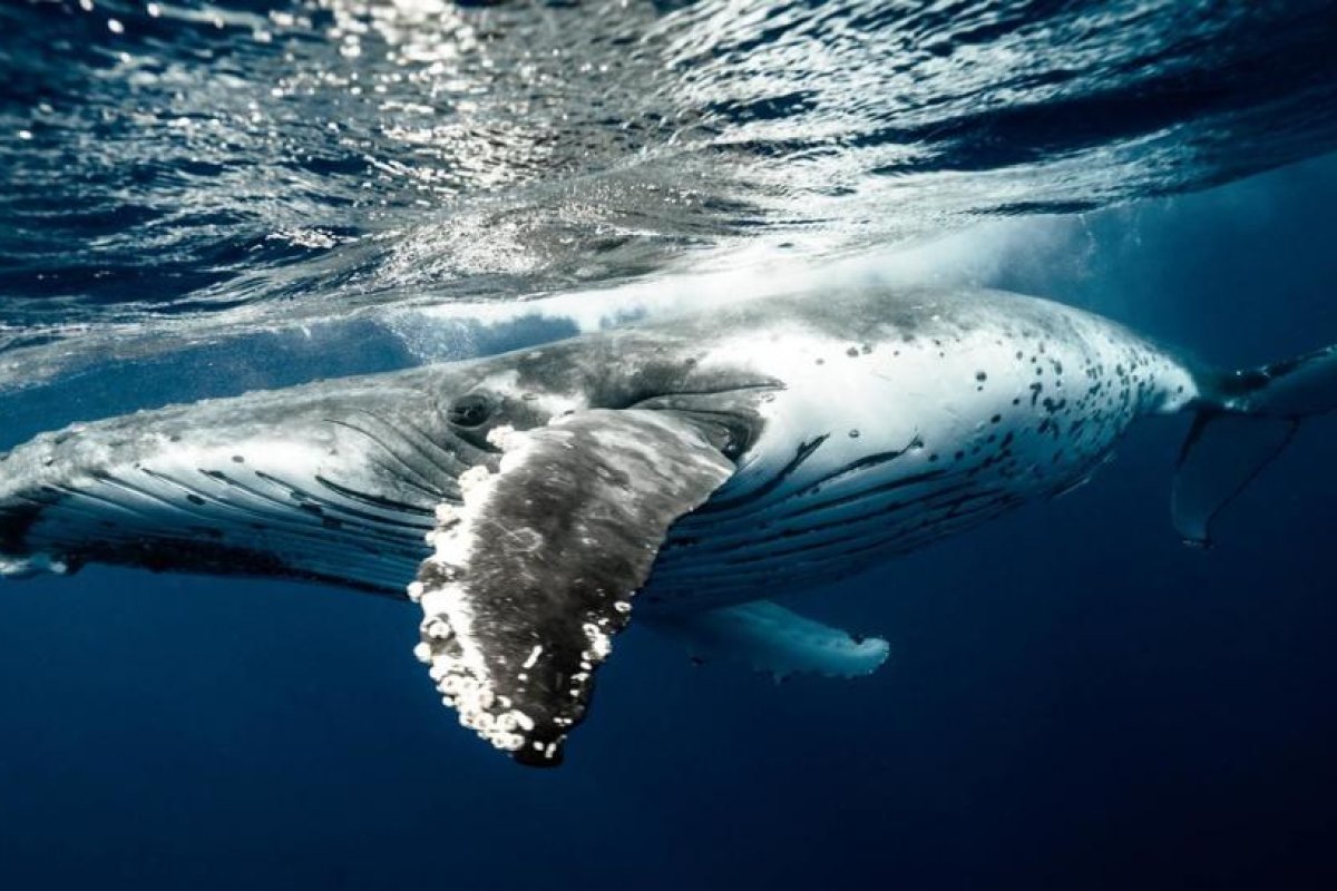 3 horas y 42 minutos bajo el agua: una ballena de Cuvier establece el récord de inmersión para los mamíferos