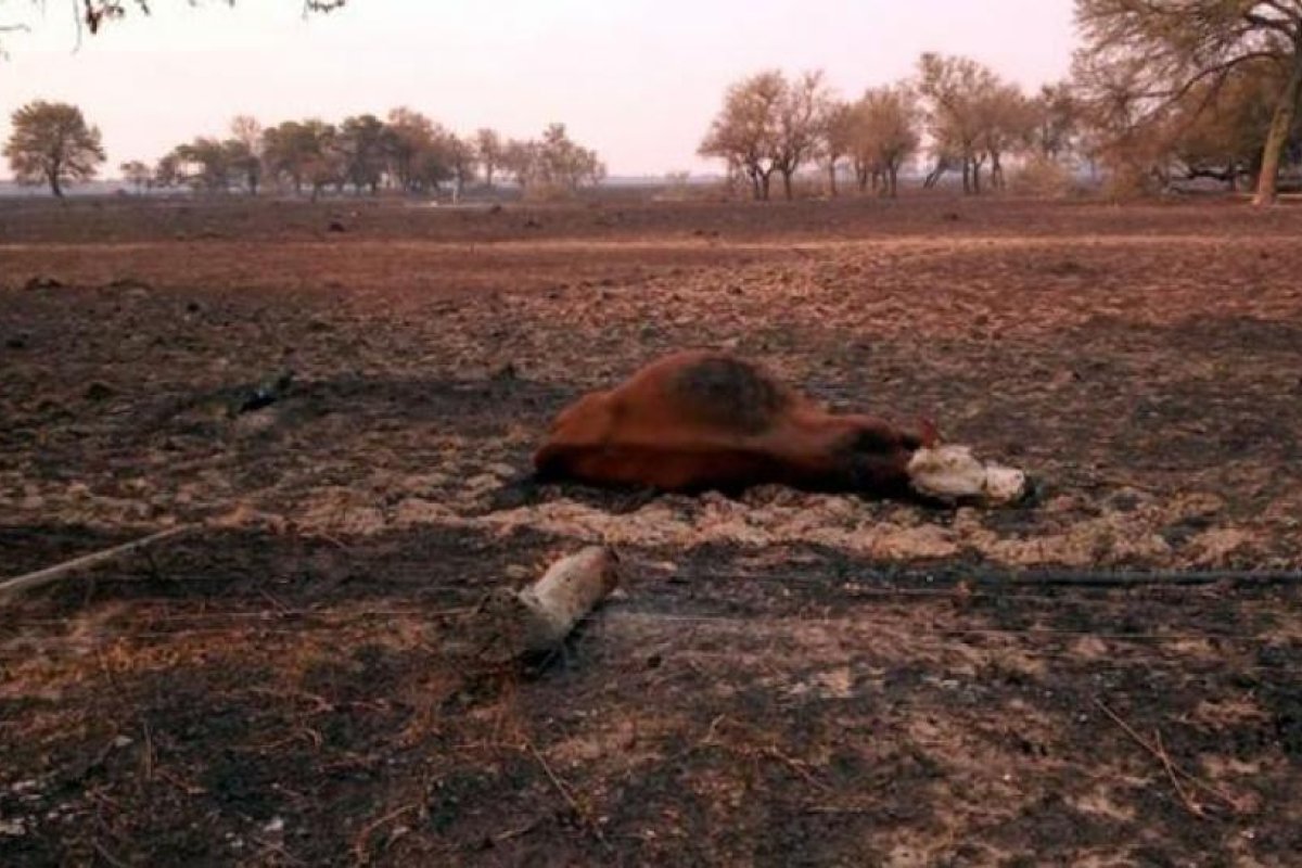 Chaco: desolación en Pampa del Infierno por la falta de lluvias