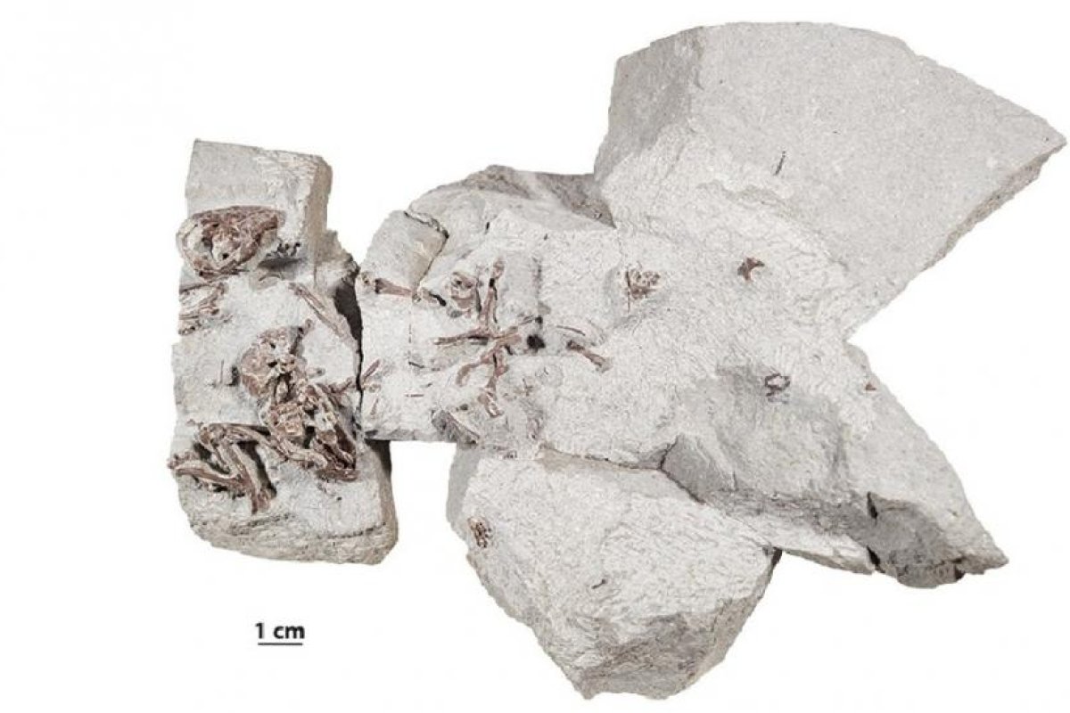 Nueva evidencia fósil indica que los mamíferos ya eran seres sociales desde hace más de 75 millones de años
