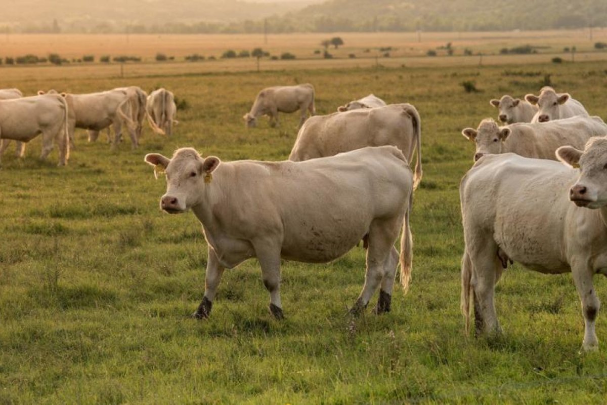 Desarrollan un sistema con inteligencia artificial capaz de detectar los estados emocionales en animales de granja analizando sus rostros