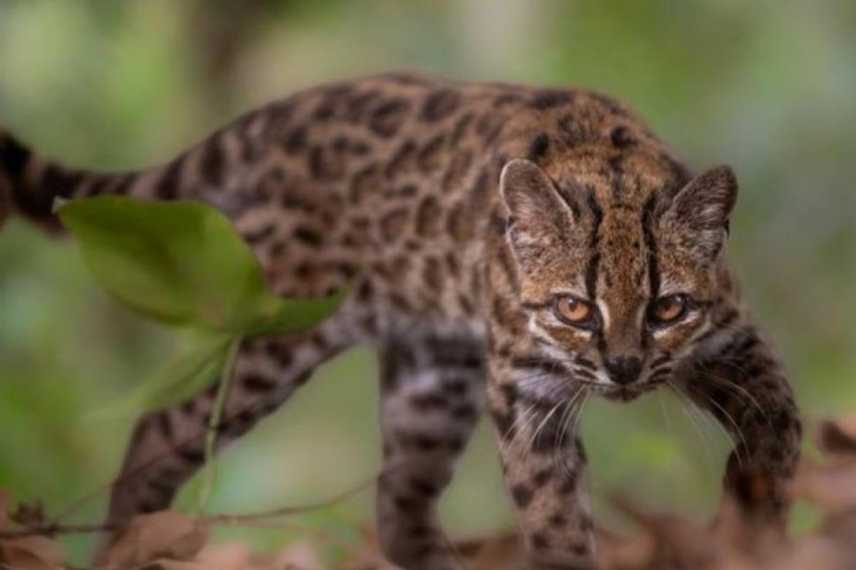 Descubren nueva especie de felino en Bolivia tras un siglo de inactividad científica