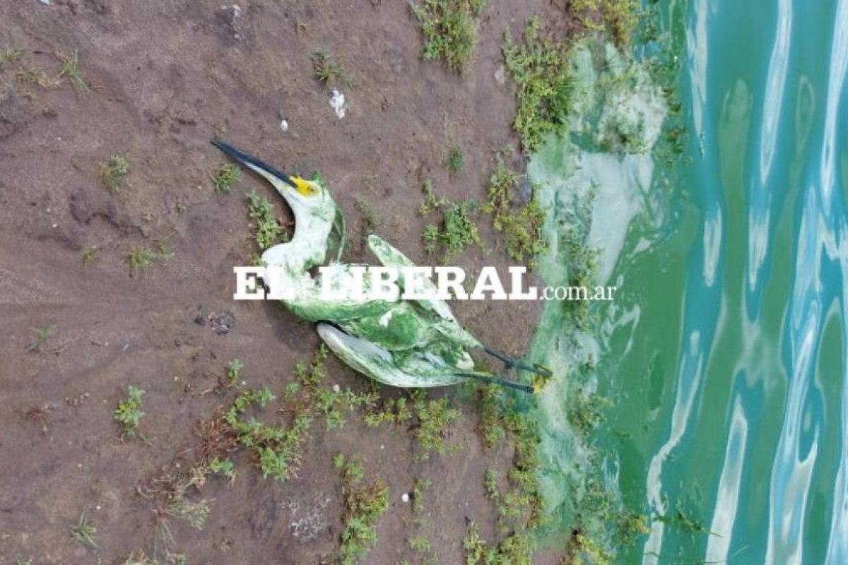 Aparecieron concentraciones de algas verdes a las orillas del murallón del Embalse Río Hondo