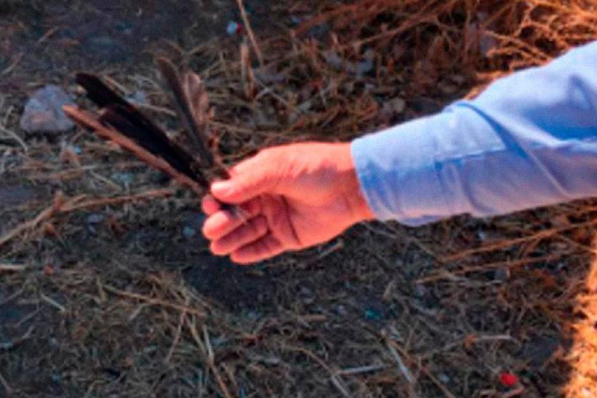 Revelan la causa de la misteriosa muerte masiva de aves en pleno vuelo en el norte de México