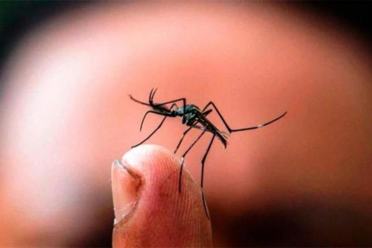 Salta registró sus dos primeros casos de dengue de la temporada