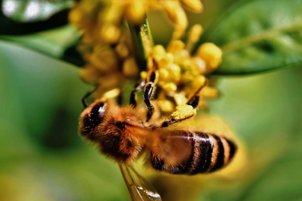 Captan por primera vez en Australia a abejas alimentándose durante la noche