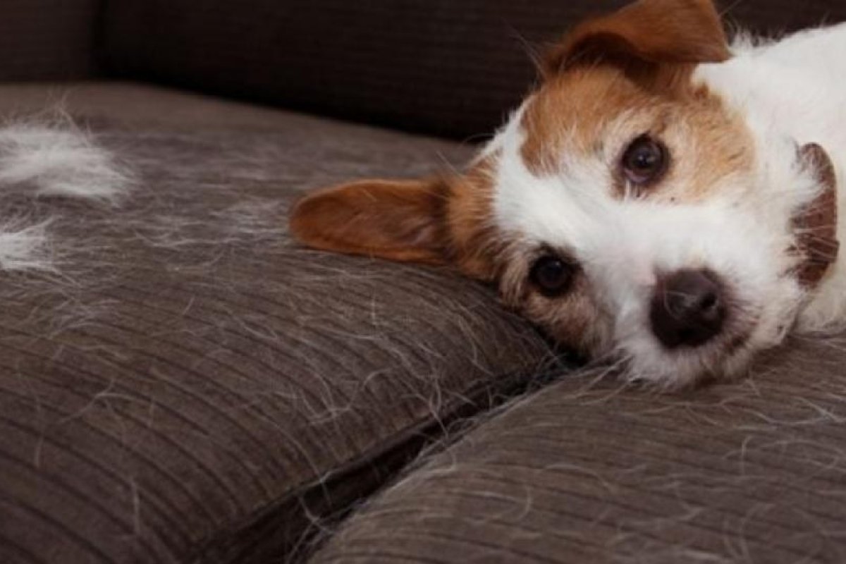 Sedentarismo en perros: un hábito que reduce su esperanza de vida