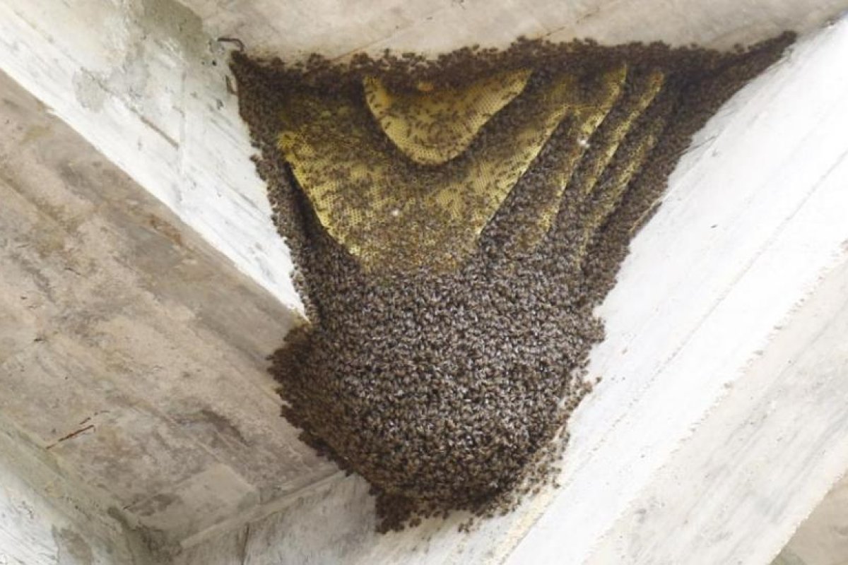 Central Córdoba y Estudiantes, suspendido por una invasión de abejas