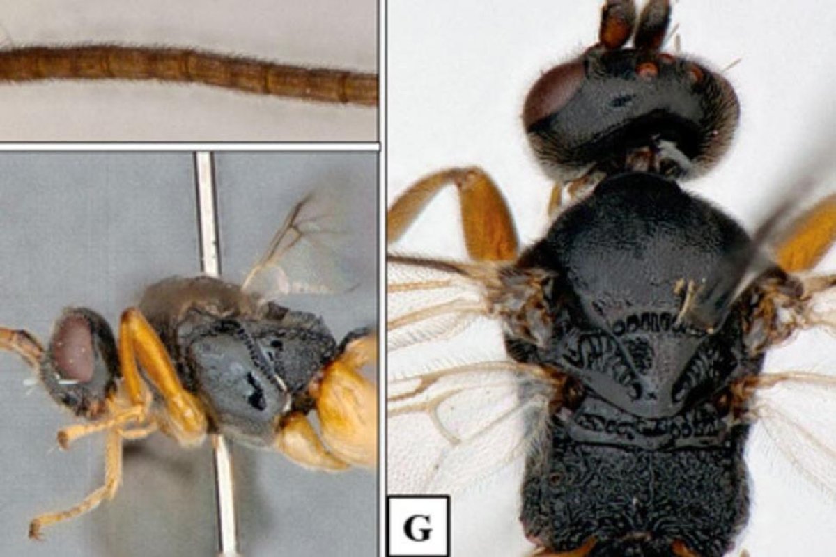 Descubren una aterradora "avispa Godzilla" en Japón que ataca desde el agua