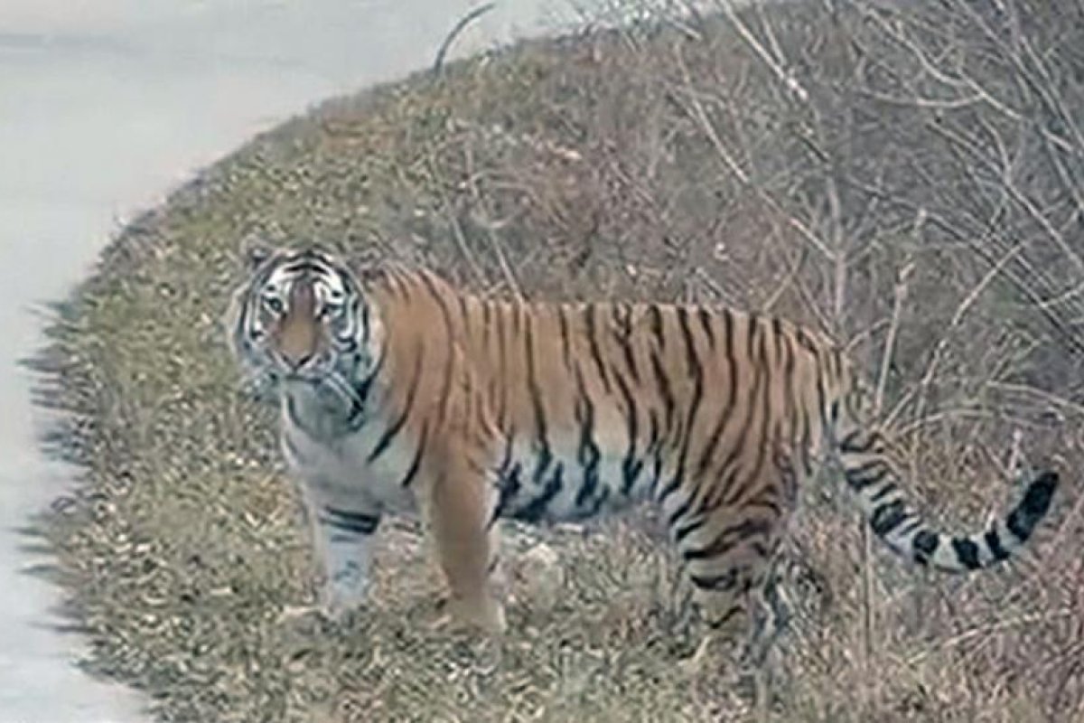 Inspectores forestales chinos se encuentran con un tigre siberiano y quedan aterrorizados